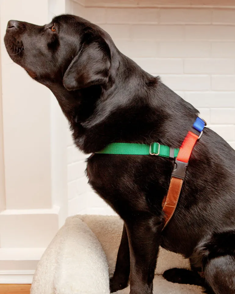 Freedom No-Pull Harness in Spice (Made in the USA)