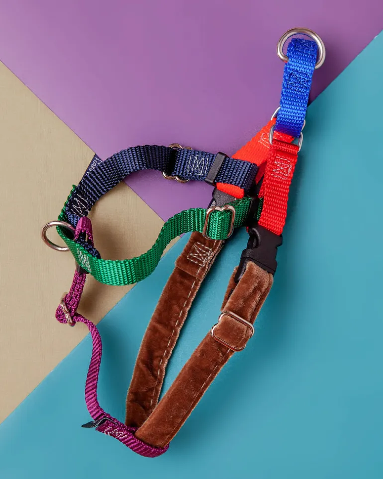 Freedom No-Pull Harness in Spice (Made in the USA)