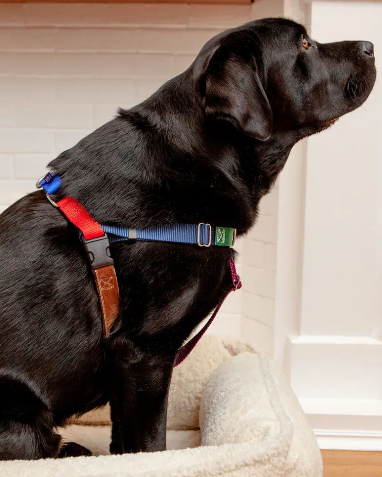 Freedom No-Pull Harness in Spice (Made in the USA)