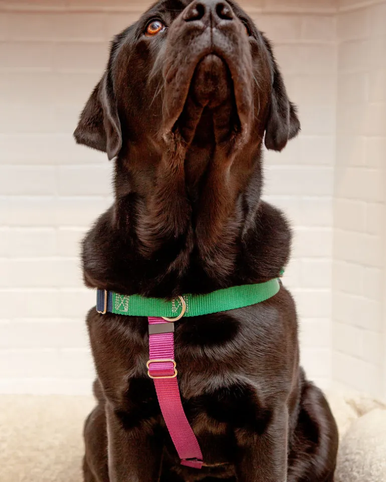 Freedom No-Pull Harness in Spice (Made in the USA)