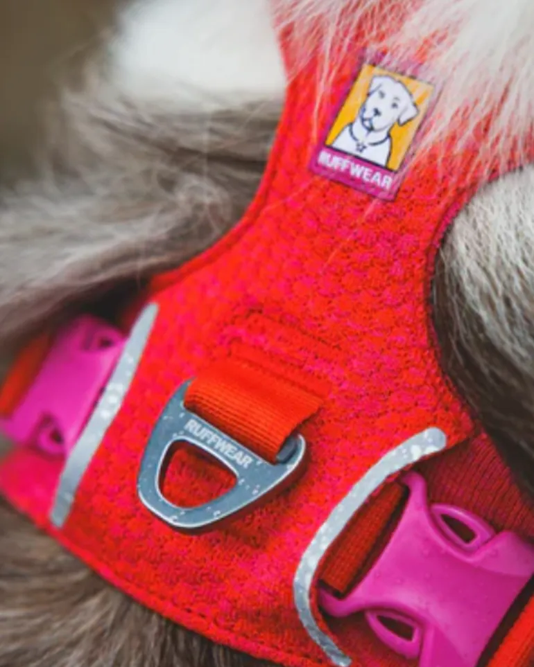 Front Range Flex Harness in Rose Violet