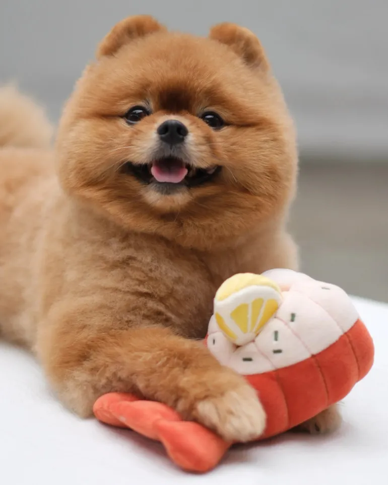 Grilled Lobster Nosework Dog Toy