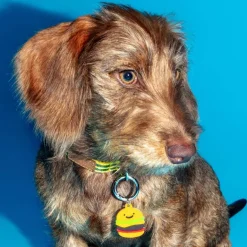Hamburger Dog Collar Charm