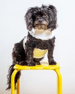 Hamptons Denim Dog Harness (Made in the USA) (Dog & Co. Exclusive)