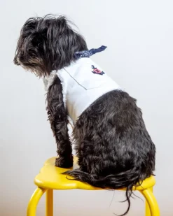 Hamptons Denim Dog Harness (Made in the USA) (Dog & Co. Exclusive)