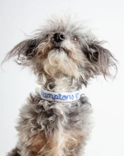 *Hamptons* Embroidered Velvet Dog Collar (Made in the USA)