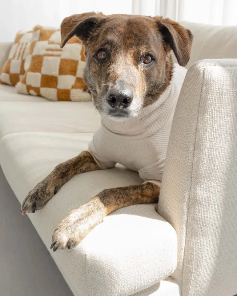 High-Neck Dog Onesie in Beige (FINAL SALE)