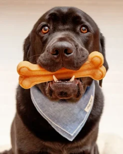 Himalayan Dog Chew Bone