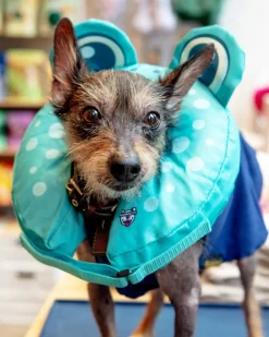 Inflatable Recovery Collar