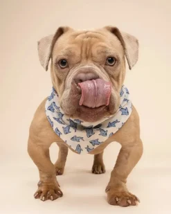 Jawz Dog Bandana