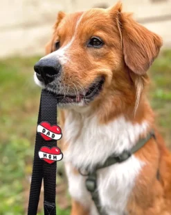 Jiby Silicone Slide On Pet Charms