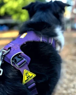 Jiby Silicone Slide On Pet Charms