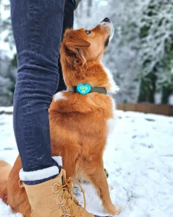 Jiby Silicone Slide On Pet Charms
