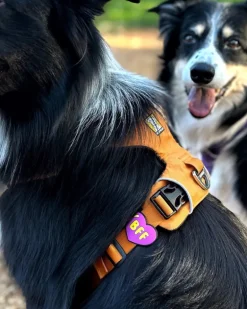 Jiby Silicone Slide On Pet Charms