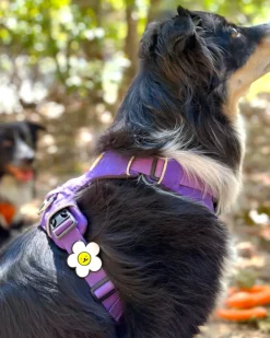 Jiby Silicone Slide On Pet Charms