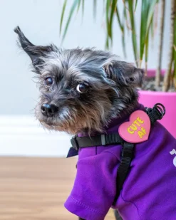 Jiby Silicone Slide On Pet Charms