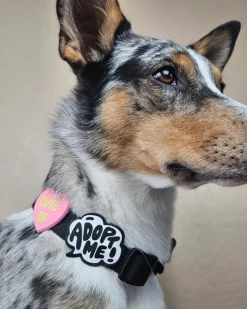 Jiby Silicone Slide On Pet Charms
