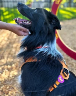 Jiby Silicone Slide On Pet Charms