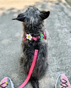 Jiby Silicone Slide On Pet Charms