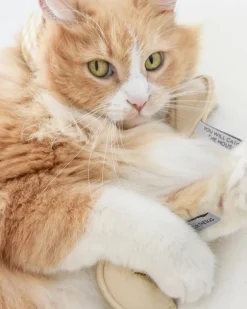 Kitty Fortune Cookie Catnip Toy