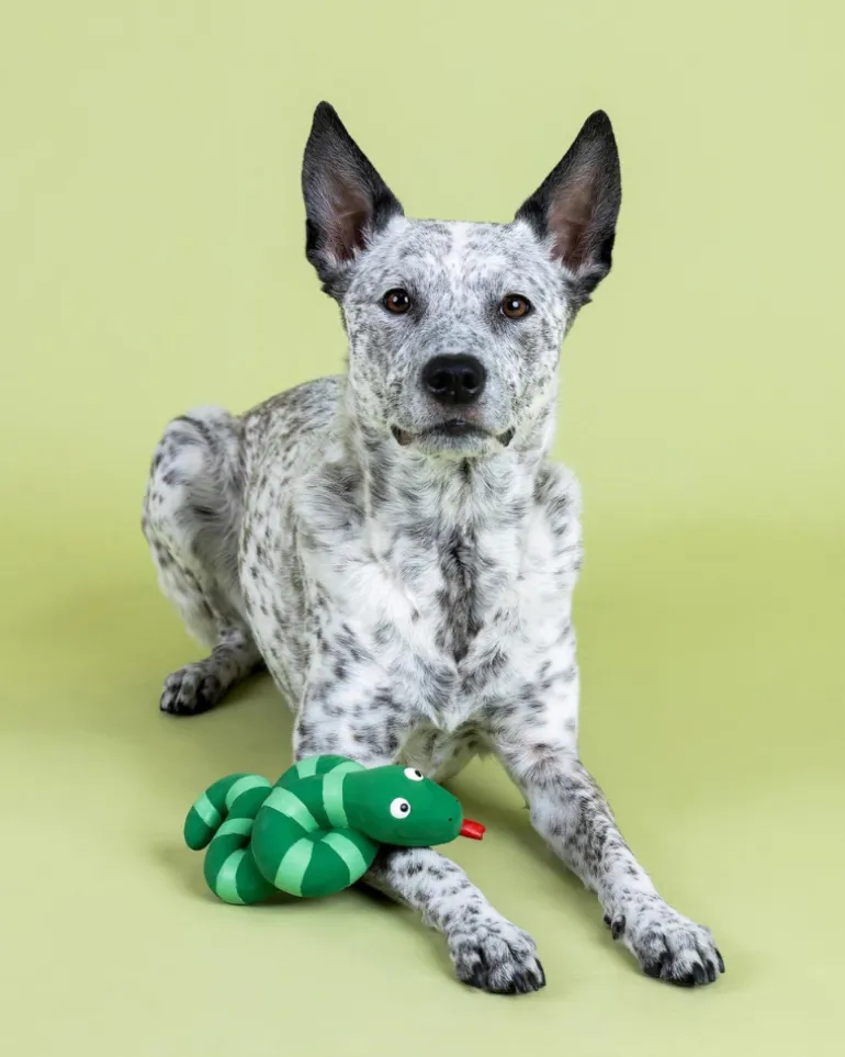 Knotty by Nature Squeaky Latex Dog Toy