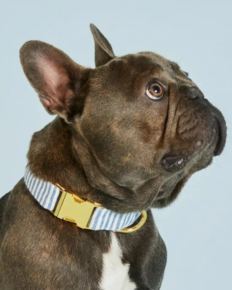 Lake Blue Stripe Dog Collar