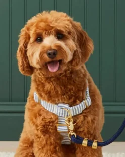 Lake Blue Stripe Dog Harness
