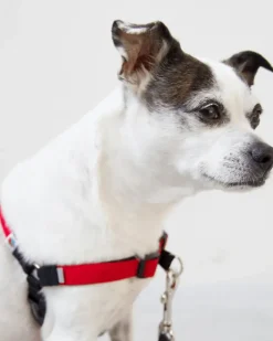 Linden No Pull Front Clip Dog Harness