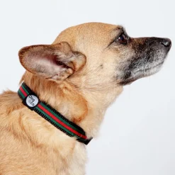Luxe Green & Red Stripe Dog Collar (Made in NYC)