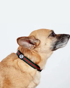 Luxe Green & Red Stripe Dog Collar (Made in NYC)