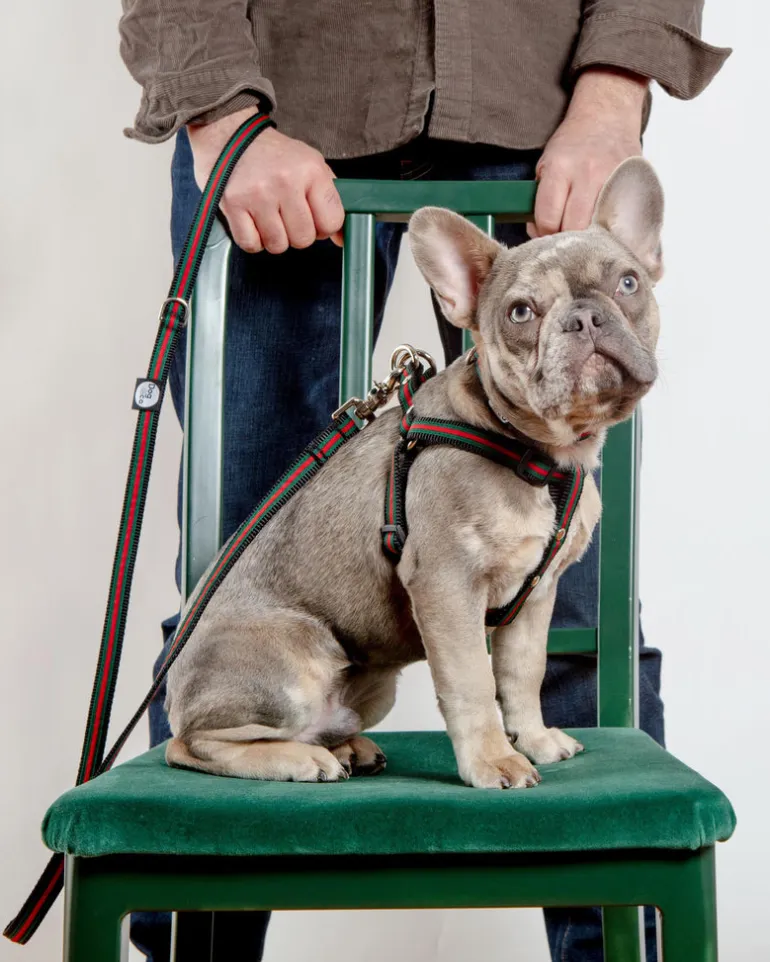 Luxe Green & Red Stripe Dog Leash (Made in NYC)
