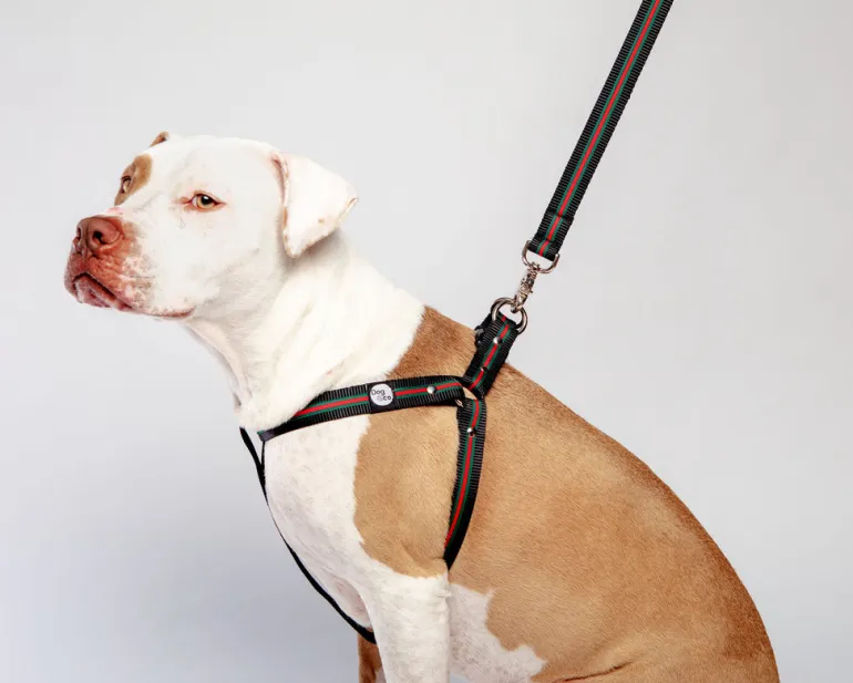 Luxe Green & Red Stripe Dog Leash (Made in NYC)