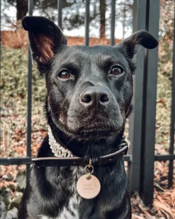 Macrame & Leather Dog Collar in Black w/ Natural (Made in the USA) (FINAL SALE)