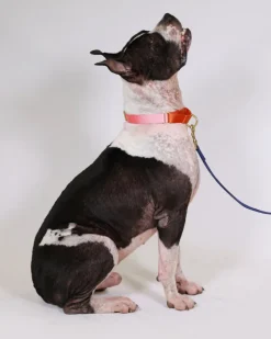 Martingale Dog Collar in Pink + Orange (Made in the USA)