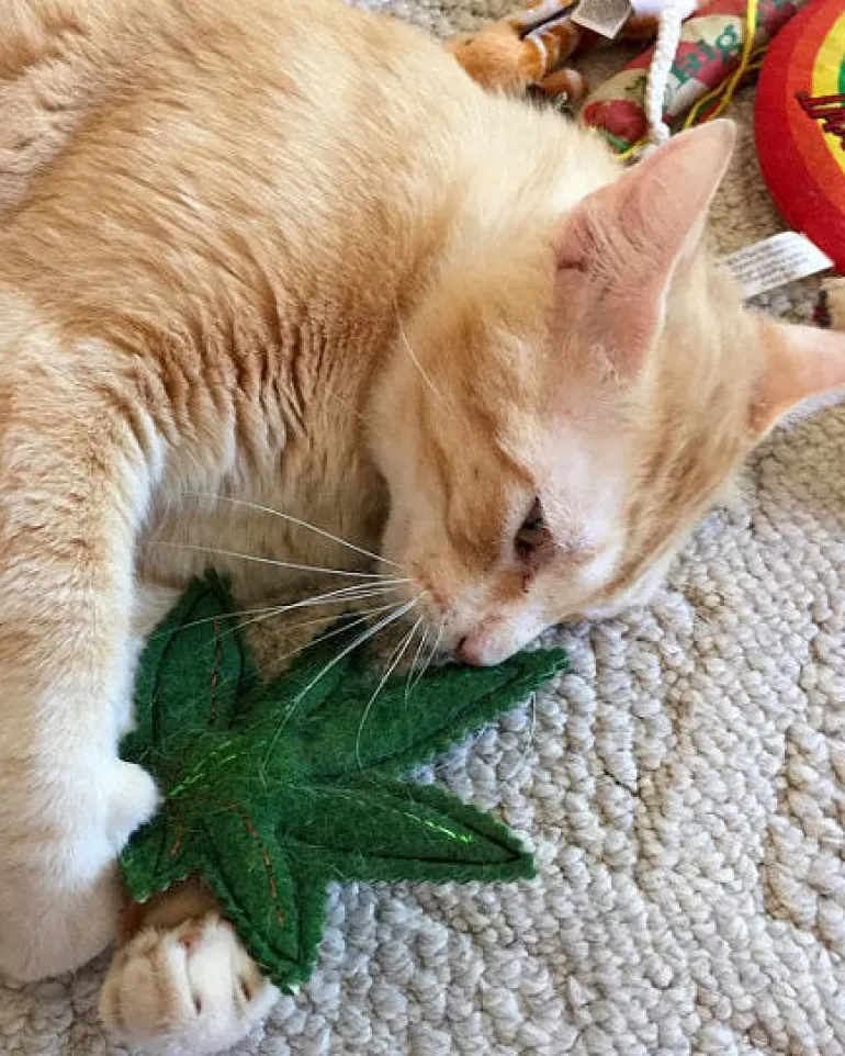 Meowy Wowy Cat Toy (Made in the USA)