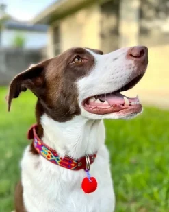 Mexican Boho Inspired Leather Pet Collars (FINAL SALE)