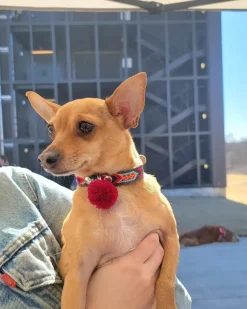 Mexican Boho Inspired Leather Pet Collars (FINAL SALE)