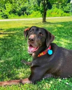 Mexican Boho Inspired Leather Pet Collars (FINAL SALE)