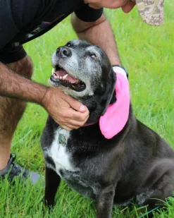 Microfiber Tick Mitt for Humans & Pets