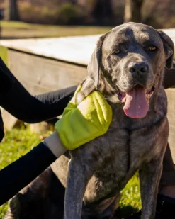 Microfiber Tick Mitt for Humans & Pets