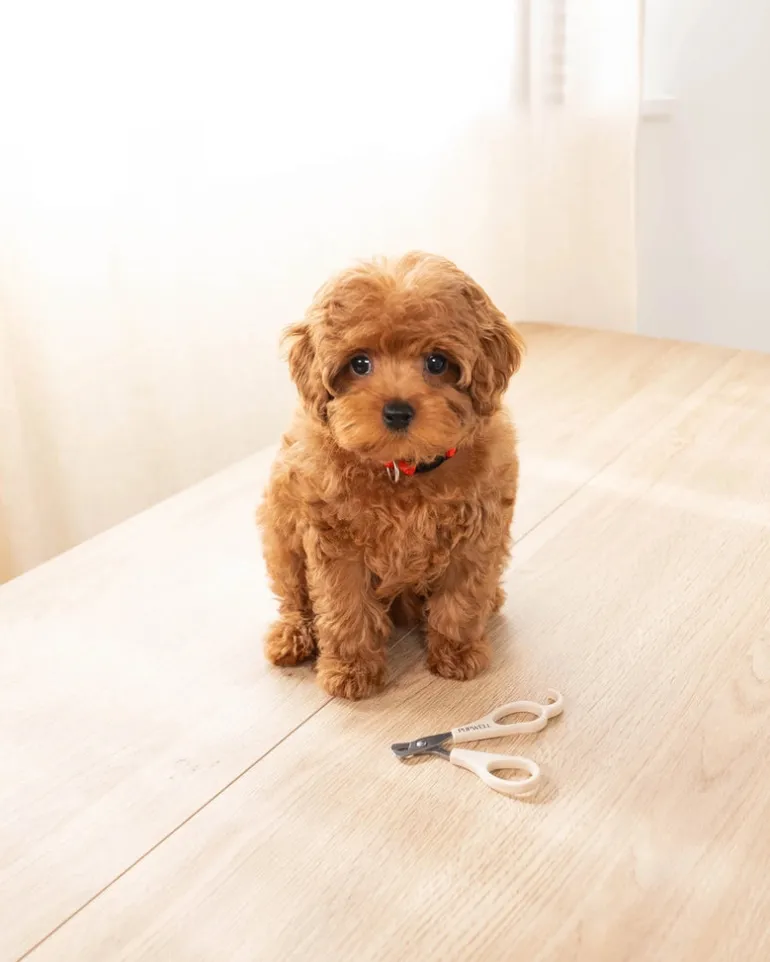 Mini Dog Nail Clippers