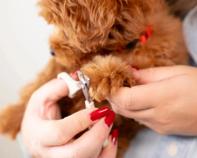 Mini Dog Nail Clippers