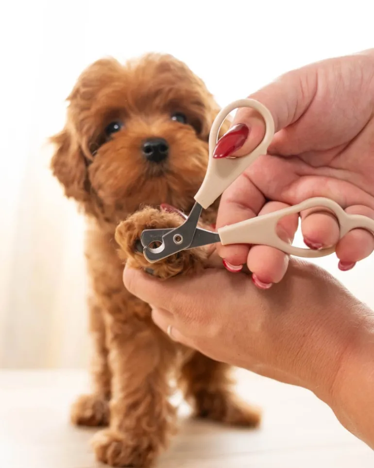 Mini Dog Nail Clippers