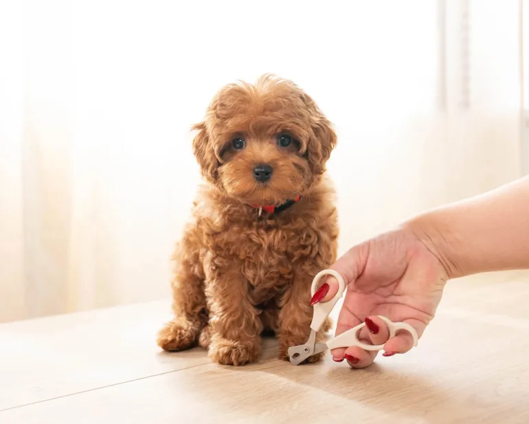 Mini Dog Nail Clippers
