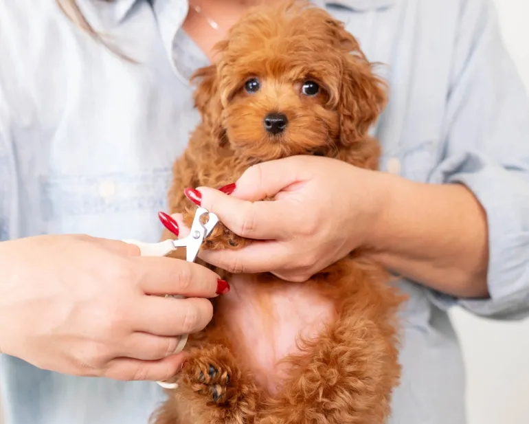 Mini Dog Nail Clippers