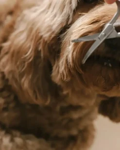 Mini Dog Safety Scissor