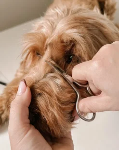 Mini Dog Safety Scissor