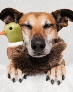 Morley Mallard Squeaky Dog Plush Toy