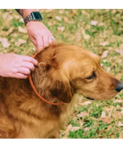 Natural Essential Oils Flea + Tick Collar for Dogs