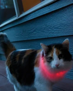 NITEMEOW® Rechargeable Led Safety Cat Necklace